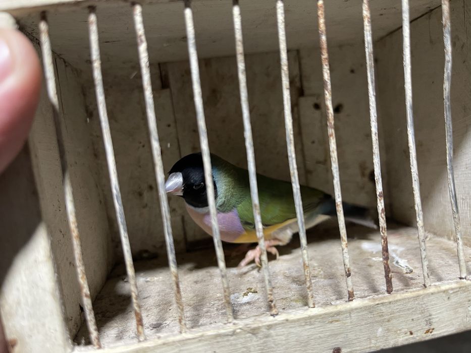 Troco por macho ou vendo em separado