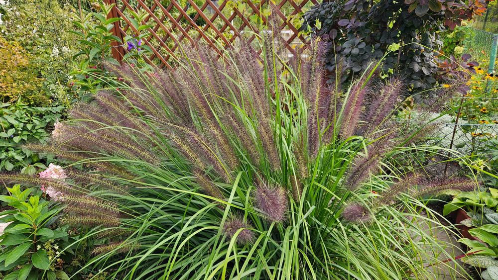 Trawa rozplenica japońska.