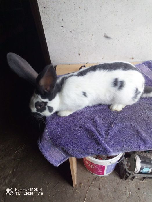 Sprzedam samczyka OSN