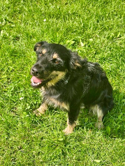 BRUNO  radosny pozytywny psiak do adopcji