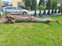 Orzech , pień, ścięte drzewo