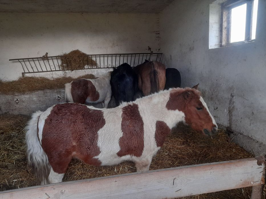 Kucyk , klacz huculska