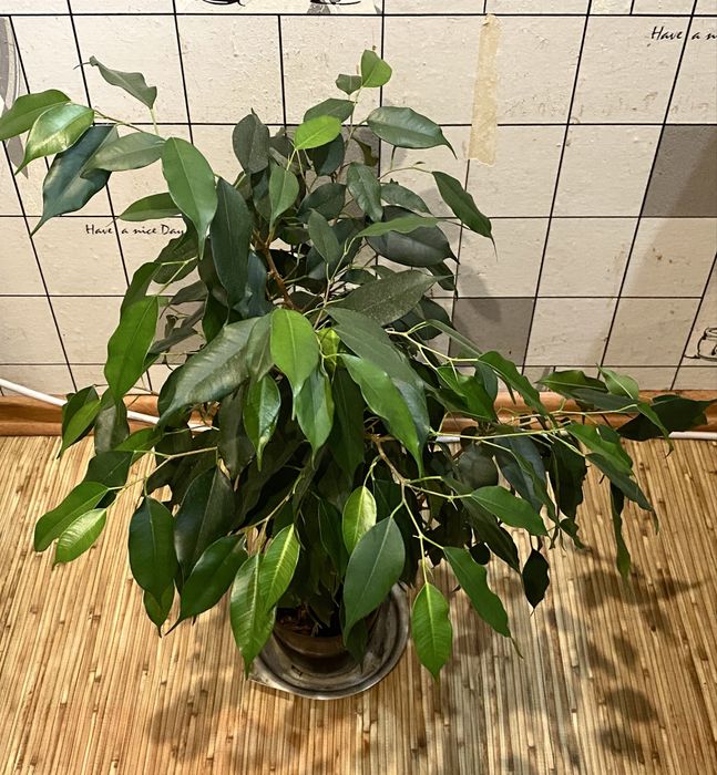 Фікус Бенджаміна, кімнатна рослина