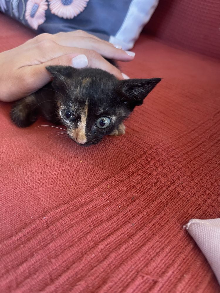 Gatinhas para adoção