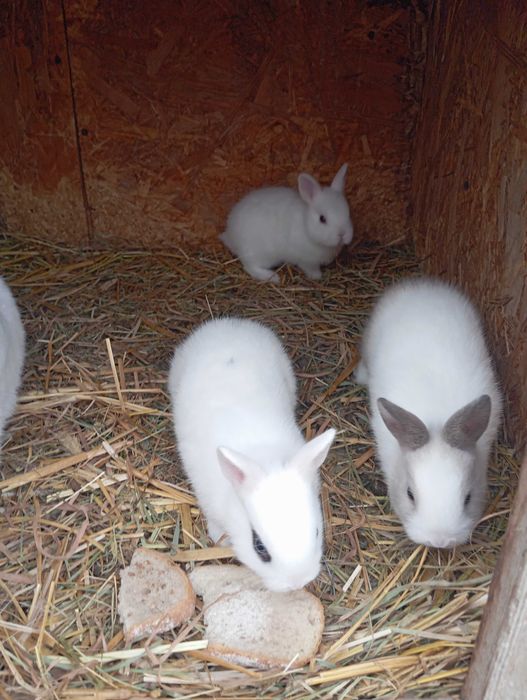 Króliczki miniaturki