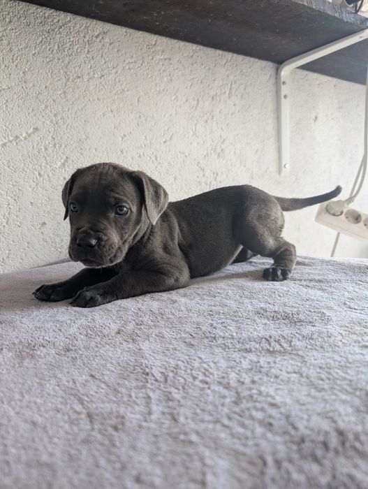 Cane corso fêmea cinzenta