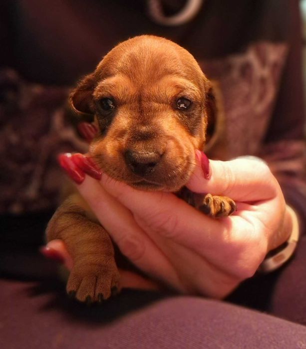 Jamnik krótkowłosy miniaturowy - suczka z rodowodem ZKwP (FCI)