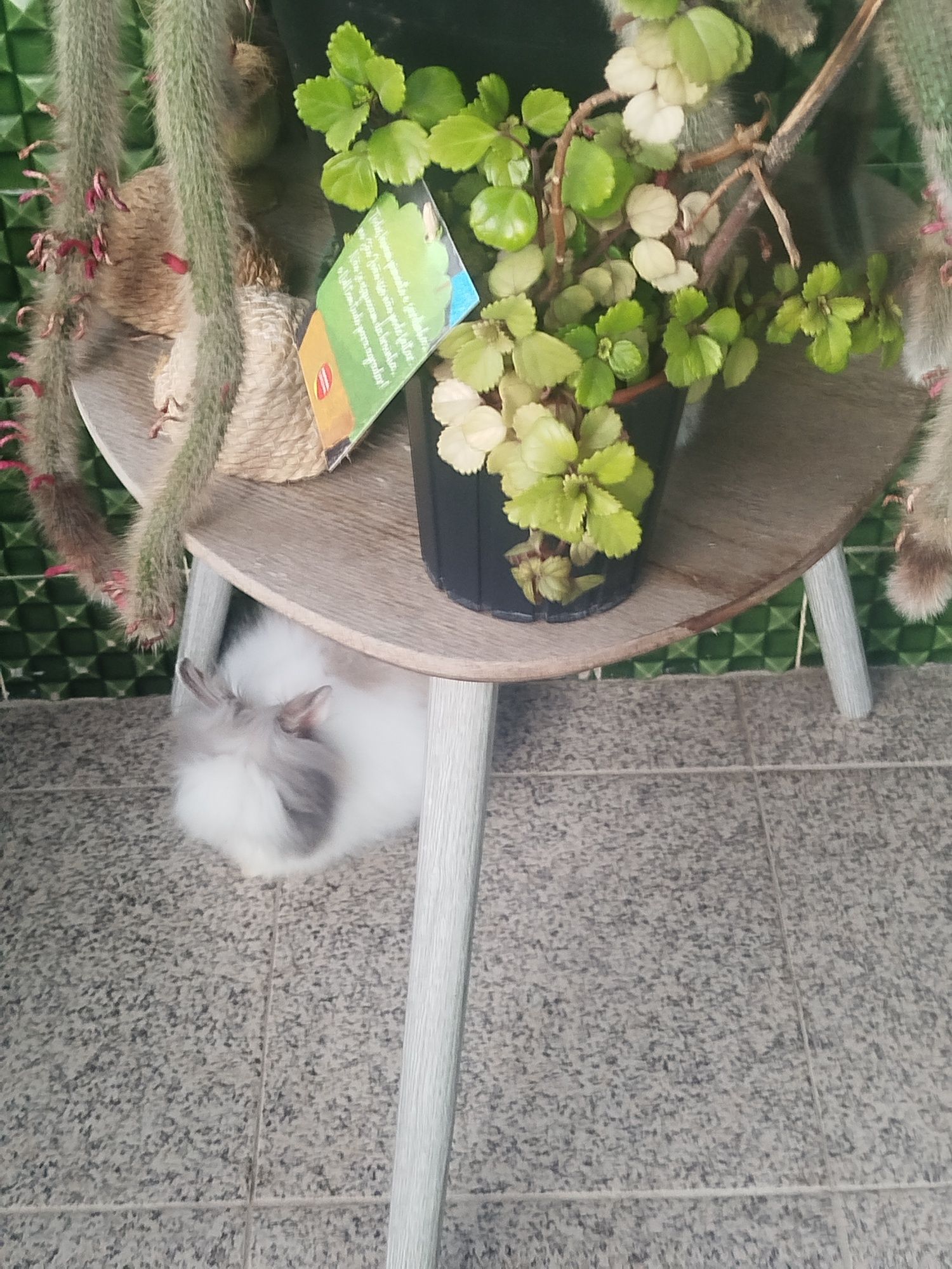 Coelho teddy dwerg vacinada