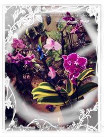INTERNATIONAL Phalaenopsis Hornglin Vicky Magic Leaf Variegata orchid