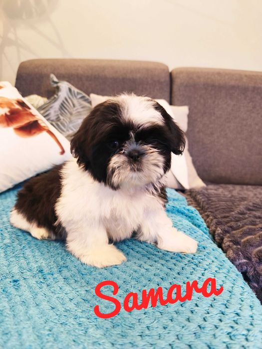 Shih Tzu - Samara piękna dziewczyna , wspaniały charakter.