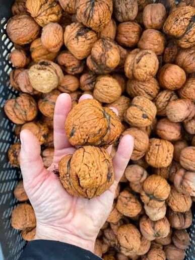 orzechy włoskie duże