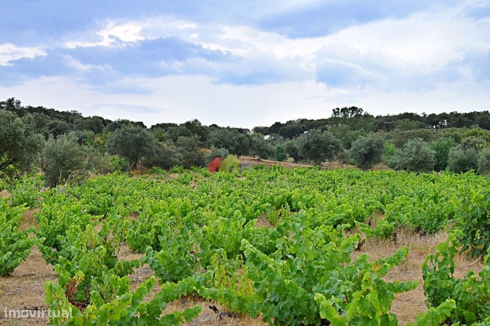 Vinha Centenária com fantástica produção