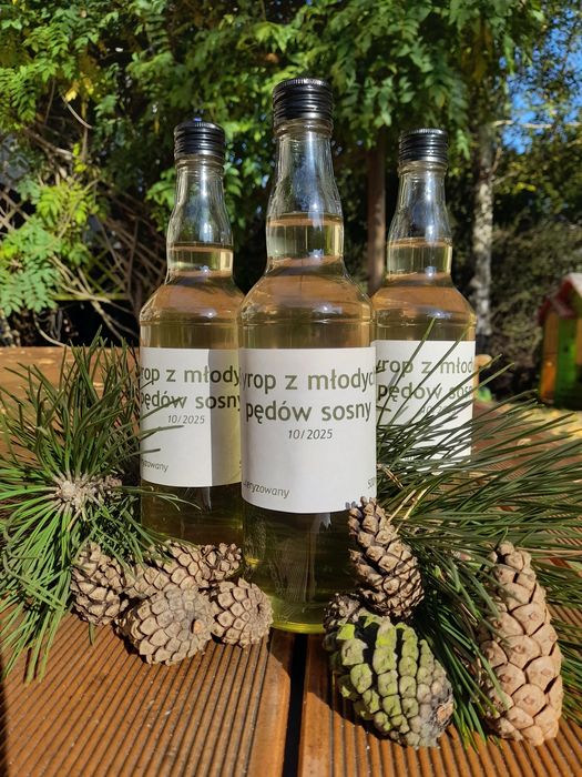 Syrop z młodych pędów sosny 0,5l