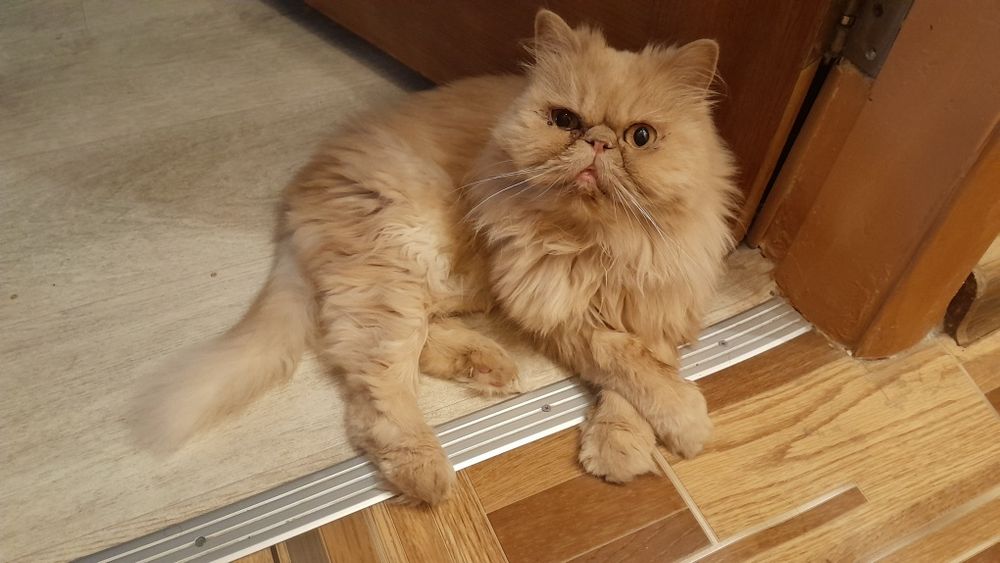 Отдам котиков в хорошие руки