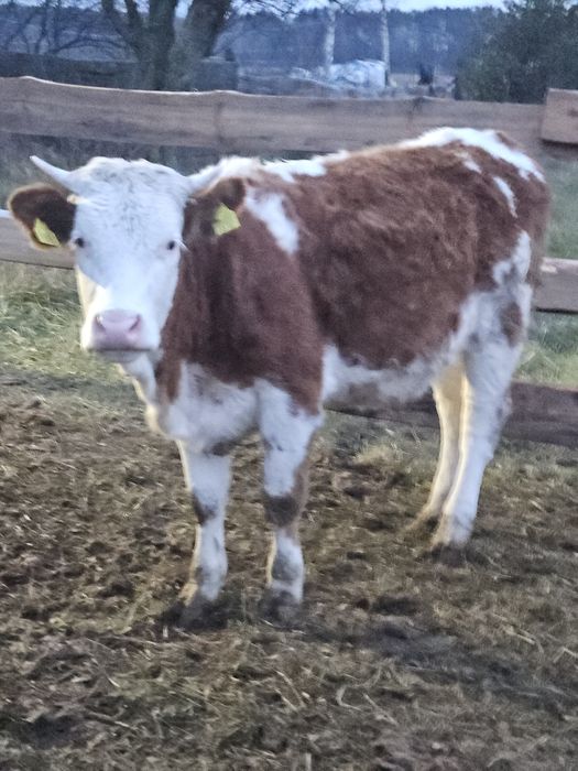 Jałówki mięsne limuse/simental