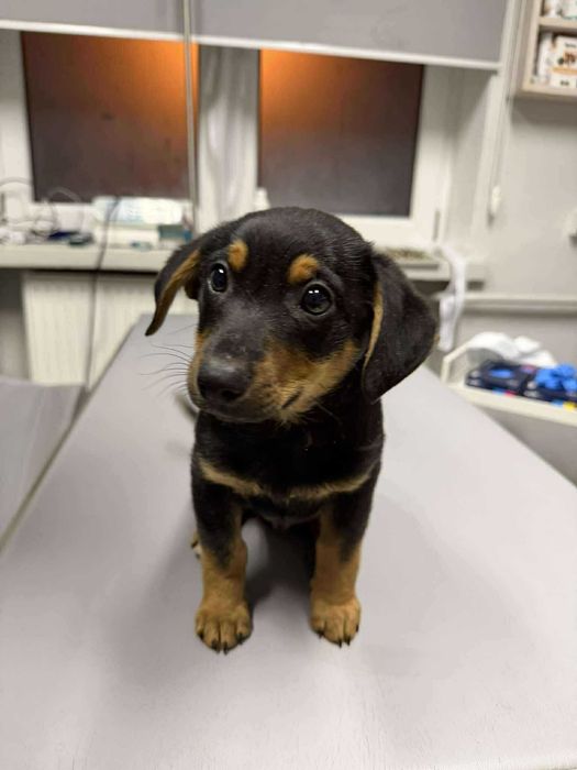 Romek i Atomek - urocze, małe szczeniaki szukają domów!