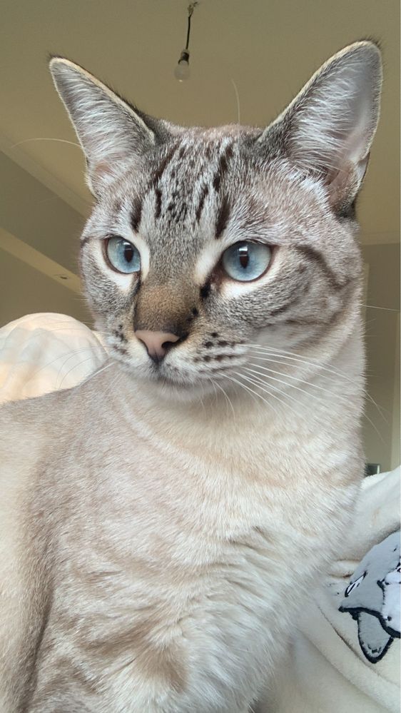 Adopçao urgente - Dois gatos em adopçao responsavel