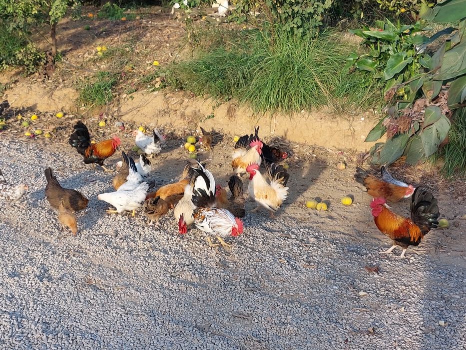 VENDEM-SE GALINHAS ornamentais,várias raças e idades