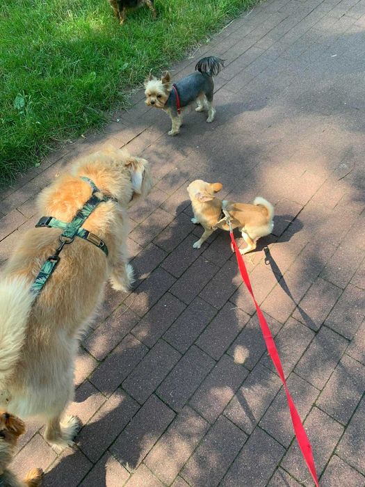 Petsitter Warszawa, opieka nad psem i kotem, domowy hotel dla psa