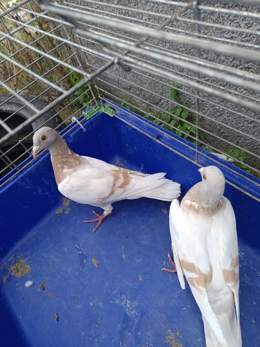 Sprzedam gołębie pocztowe DV ,PL ,2 sztuki MOŻLIWOŚĆ WYSYŁKI