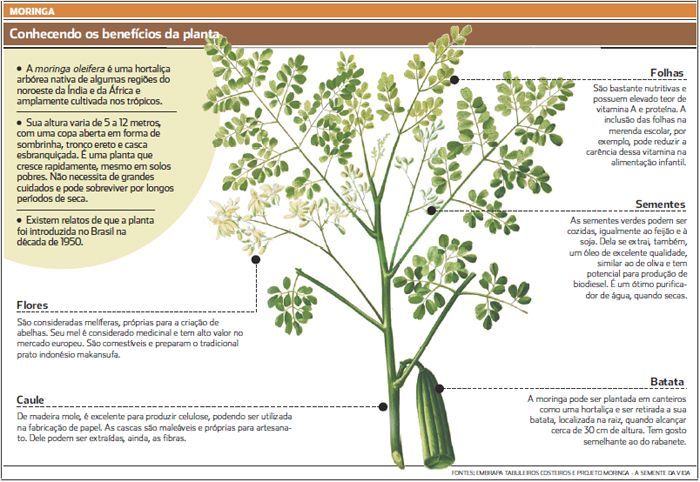 Sementes de Moringa Oleifera. Árvore da vida