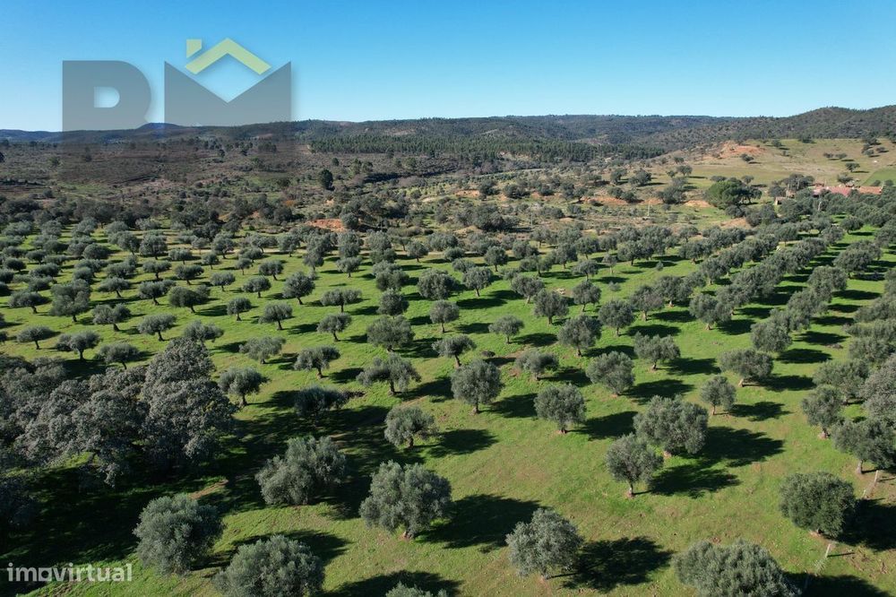 Terreno Rústico  Venda em Escalos de Baixo e Mata,Castelo Branco
