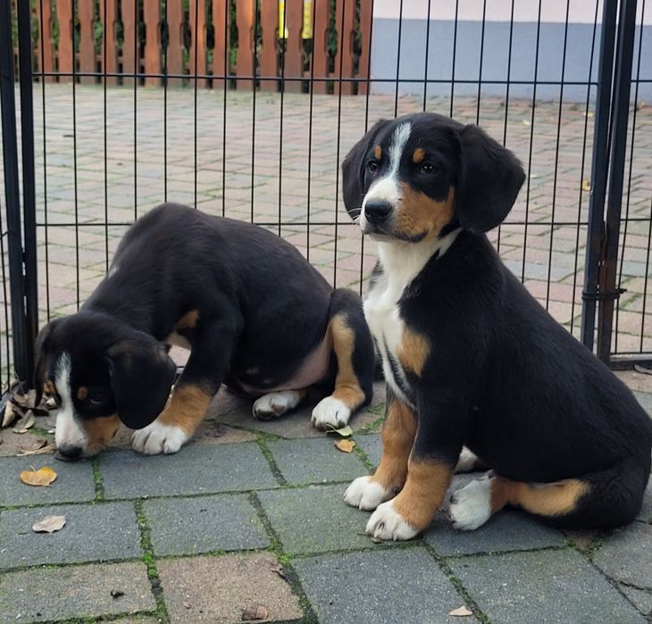Entlebucher Szwajcarski Pies Pasterski FCI