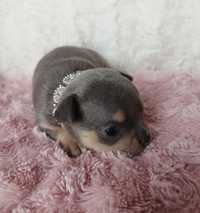 Chihuahua niebieski chłopczyk