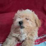 Śliczna Suczka Maltipoo