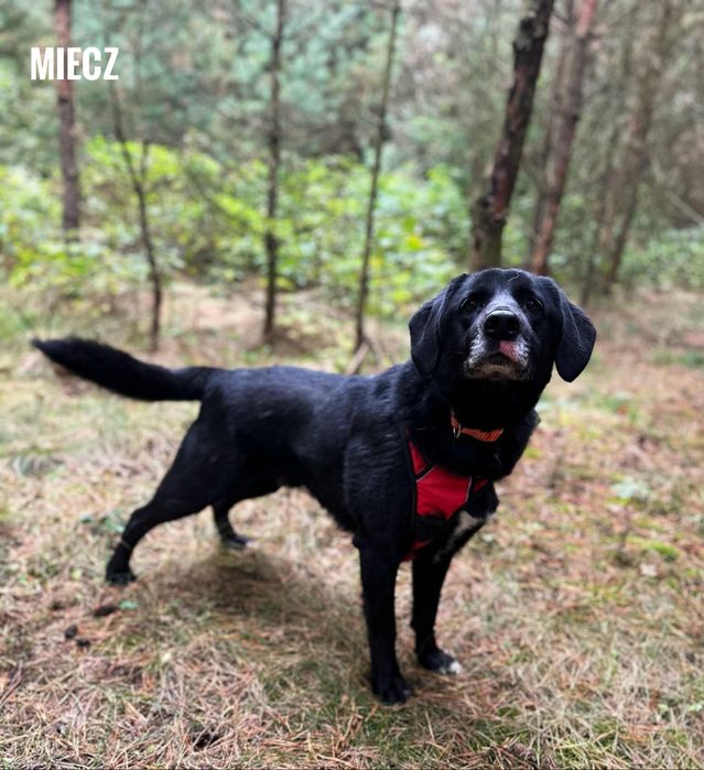 2 letni labrador mix, przyjazny Miecz adopcja za darmo oddam