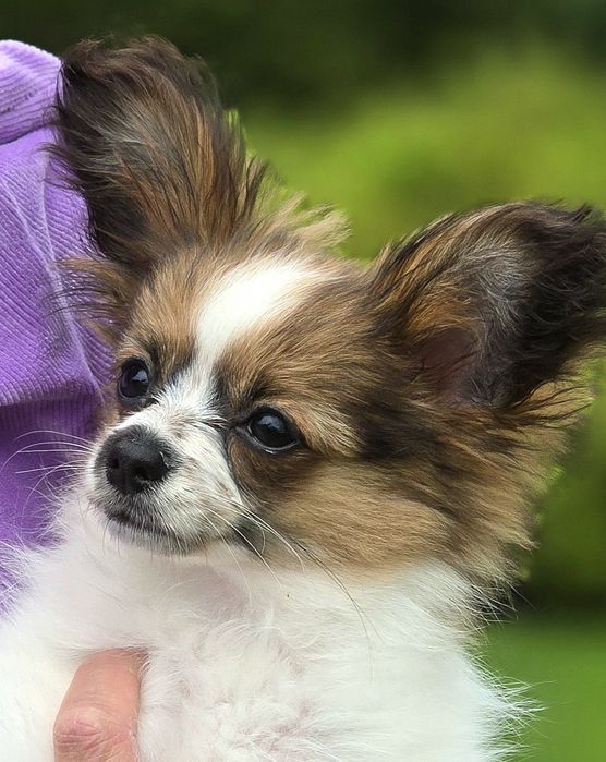 PAPILLON suczka (Związek Kynologiczny/Oddział Sopot