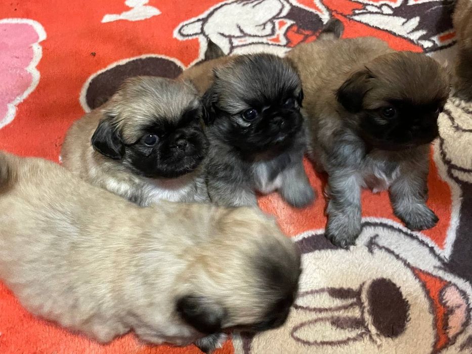 Продам породистых щенков шПикинеса