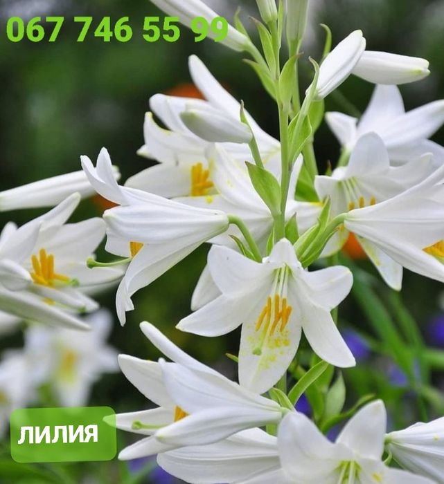 ХРИЗАНТЕМА,Лилия,Ромашка,Эхинацея.Ирис,БИРЮЧИНА,САМШИТ,Спирея