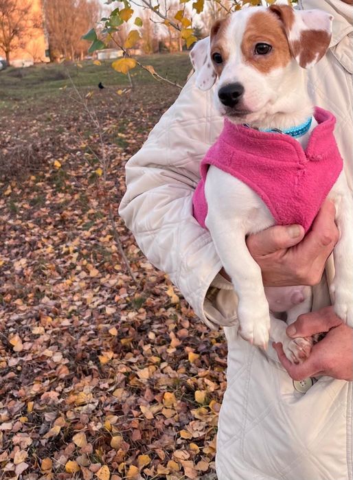 Джек рассел -это счастье и праздник  в семье