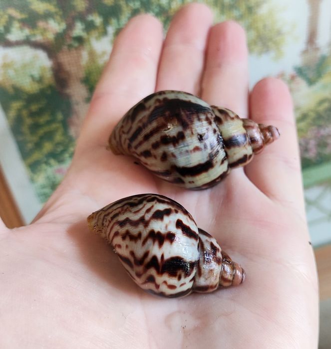 Альборетікулята (альборетіки). Равлики, малюки.