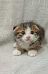 Gatinho scottish fold
