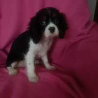 Cavalier King Charles Spaniel cudowny piesek do odbioru