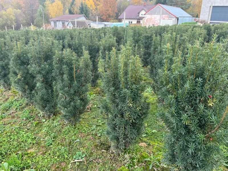 Cis Hicksii 70–100 cm – idealny na żywopłot, kopany na zamówienie!