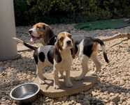 Beagle chłopak gotowy do odbioru