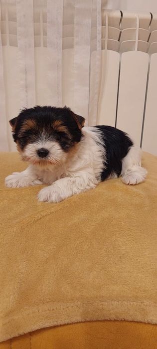 Piesek Yorkshire terrier Biewer