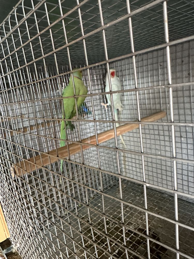 Vendo casal de ring neck com gaiola e ninho