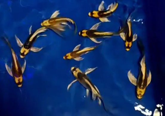 Karpie koi long fin
