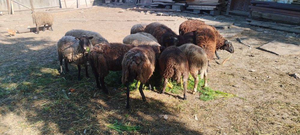 Вівці. Романівська порода.