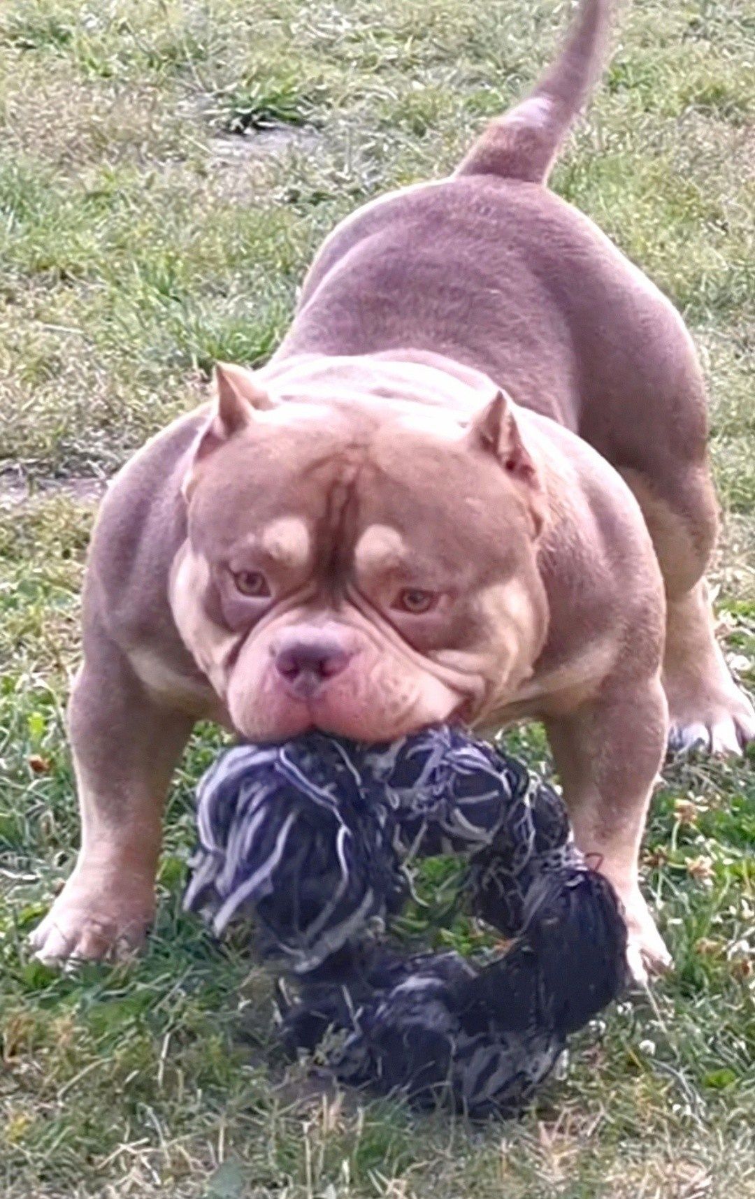 American Bully suczka czekoladowa