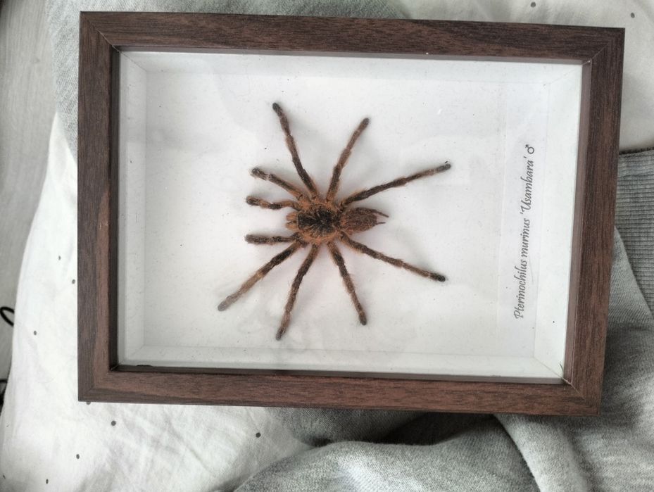 Pająk Pterinochilus murinus usambara w ramce ze szkłem