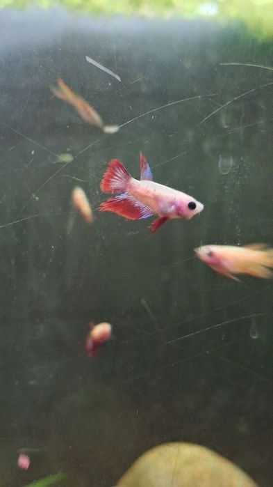 Bettas Splendens Plakat criação própria