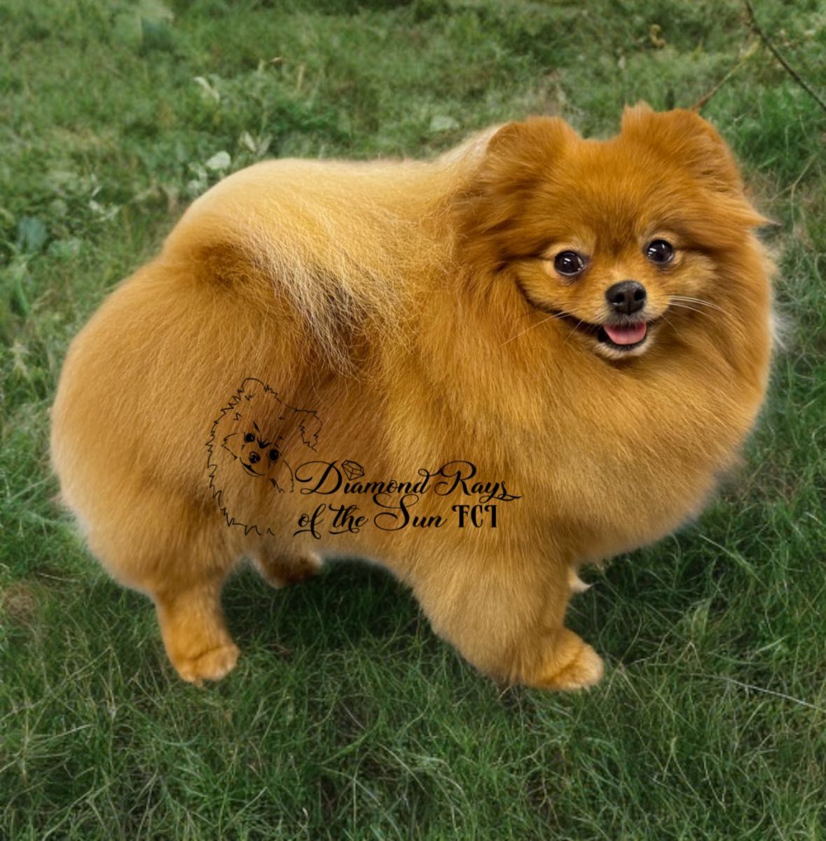 Szpic miniaturowy Pomeranian