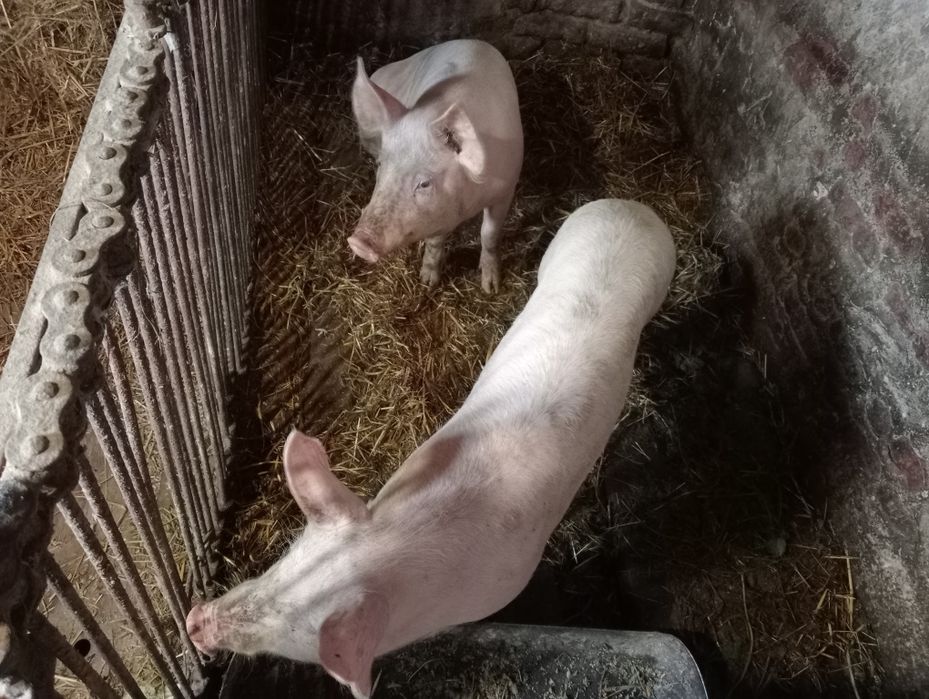 Продам Поросят (пара- два хлопчика)!!1 САМОВИВІЗ!!!