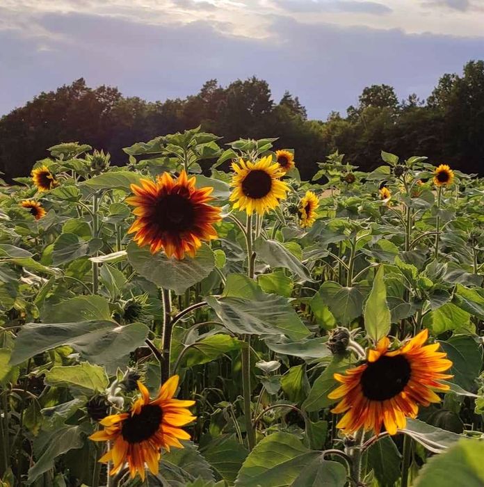 Słonecznik ozdobny na kwiat cięty