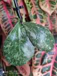Hoya hoja waymaniae splash